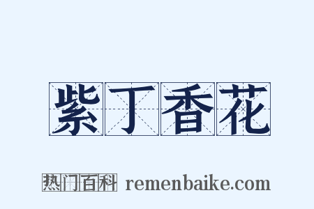 紫丁香花是什么意思的图片